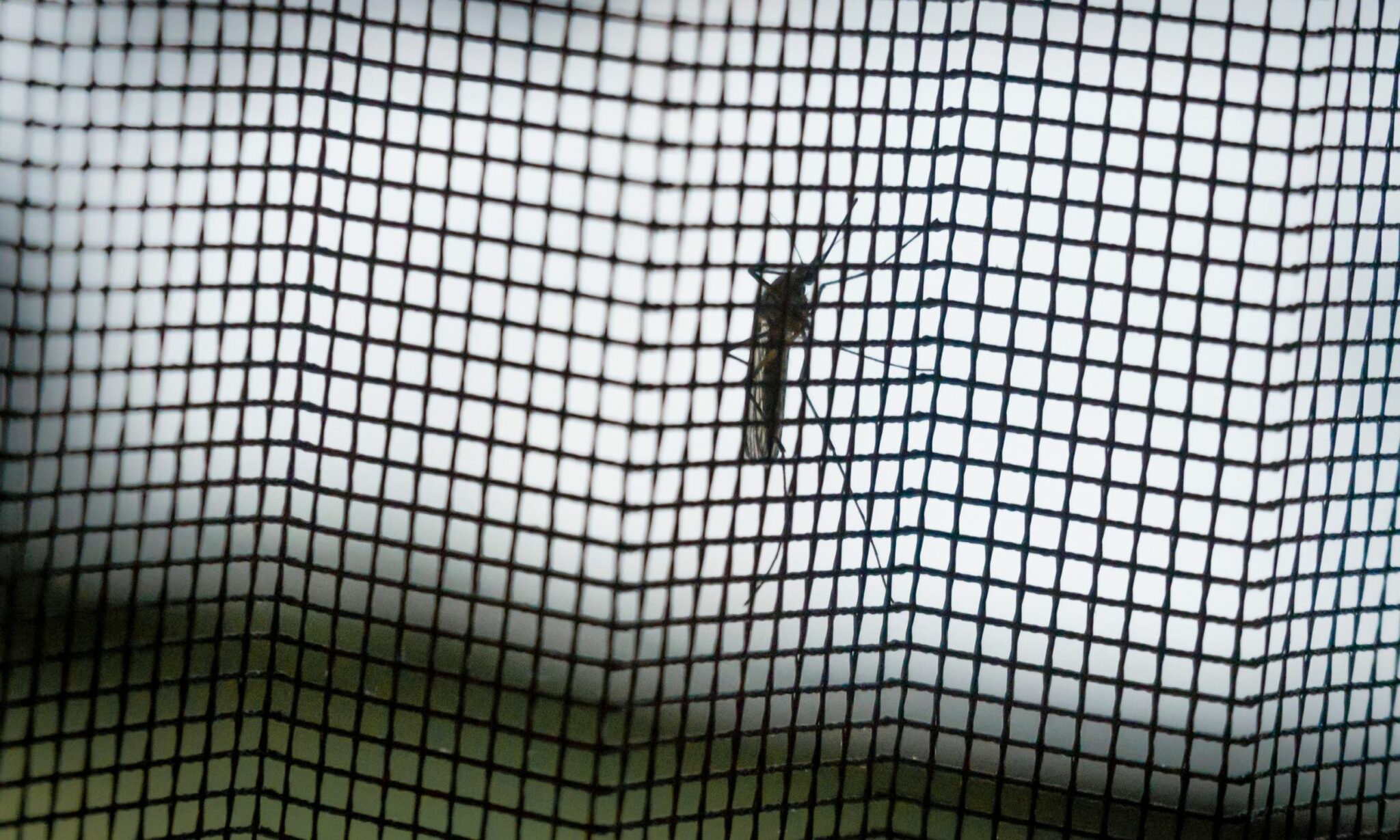 5 Ways How To Keep Bugs Out Of A Campervan Buy Or Sell Campers